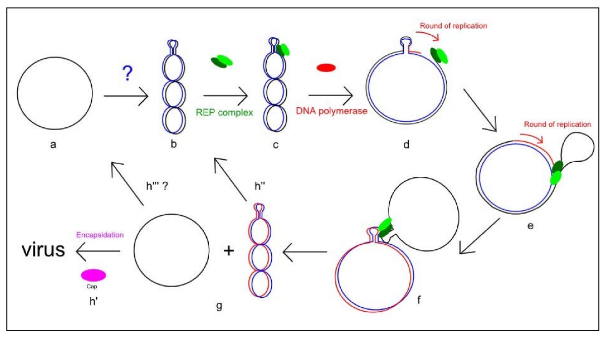Models Of Replication Assignment Help Homework Help Online Biology Tutoring Help