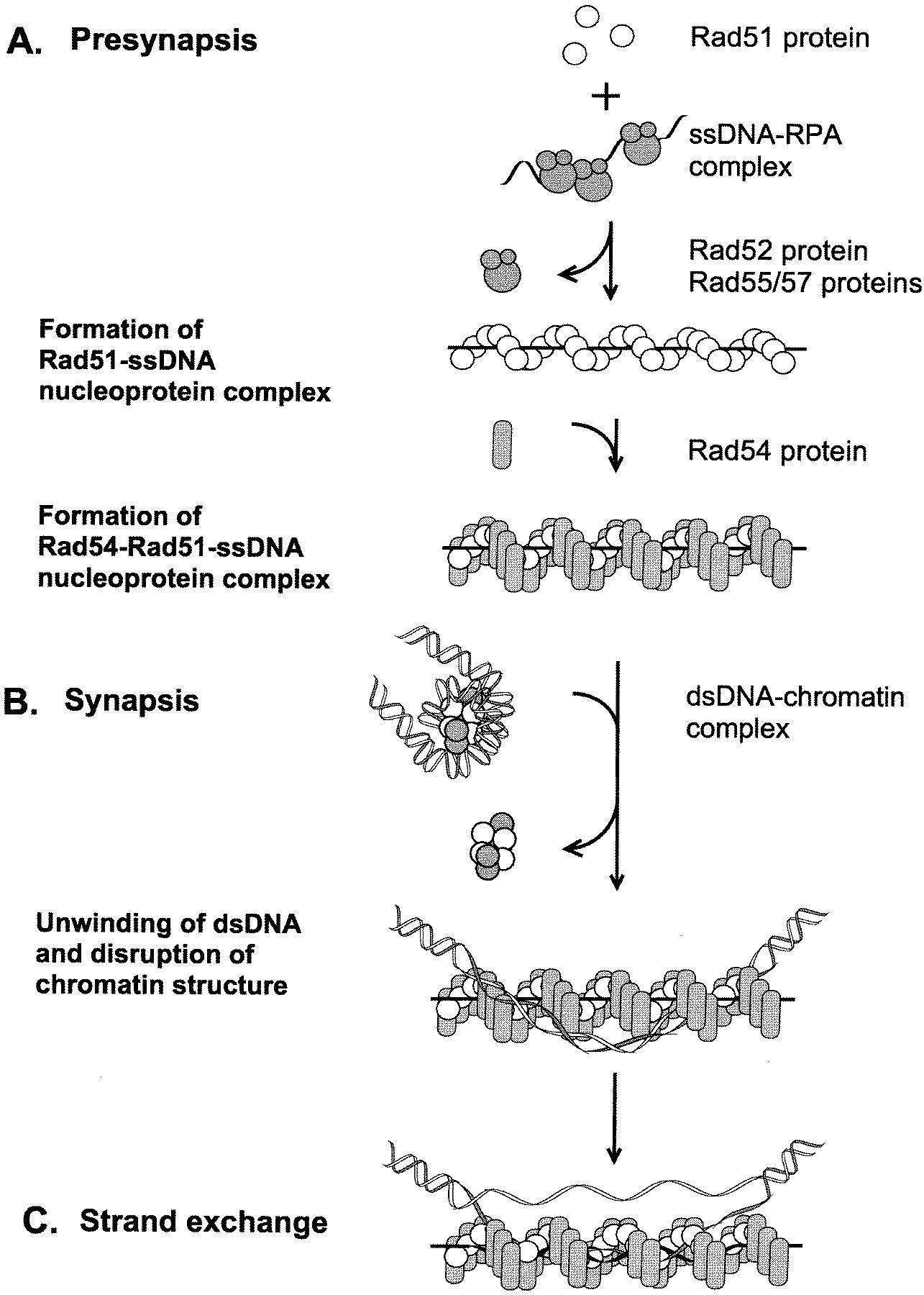 Chromosome Models Assignment Help Homework Help Online Biology Tutoring ...